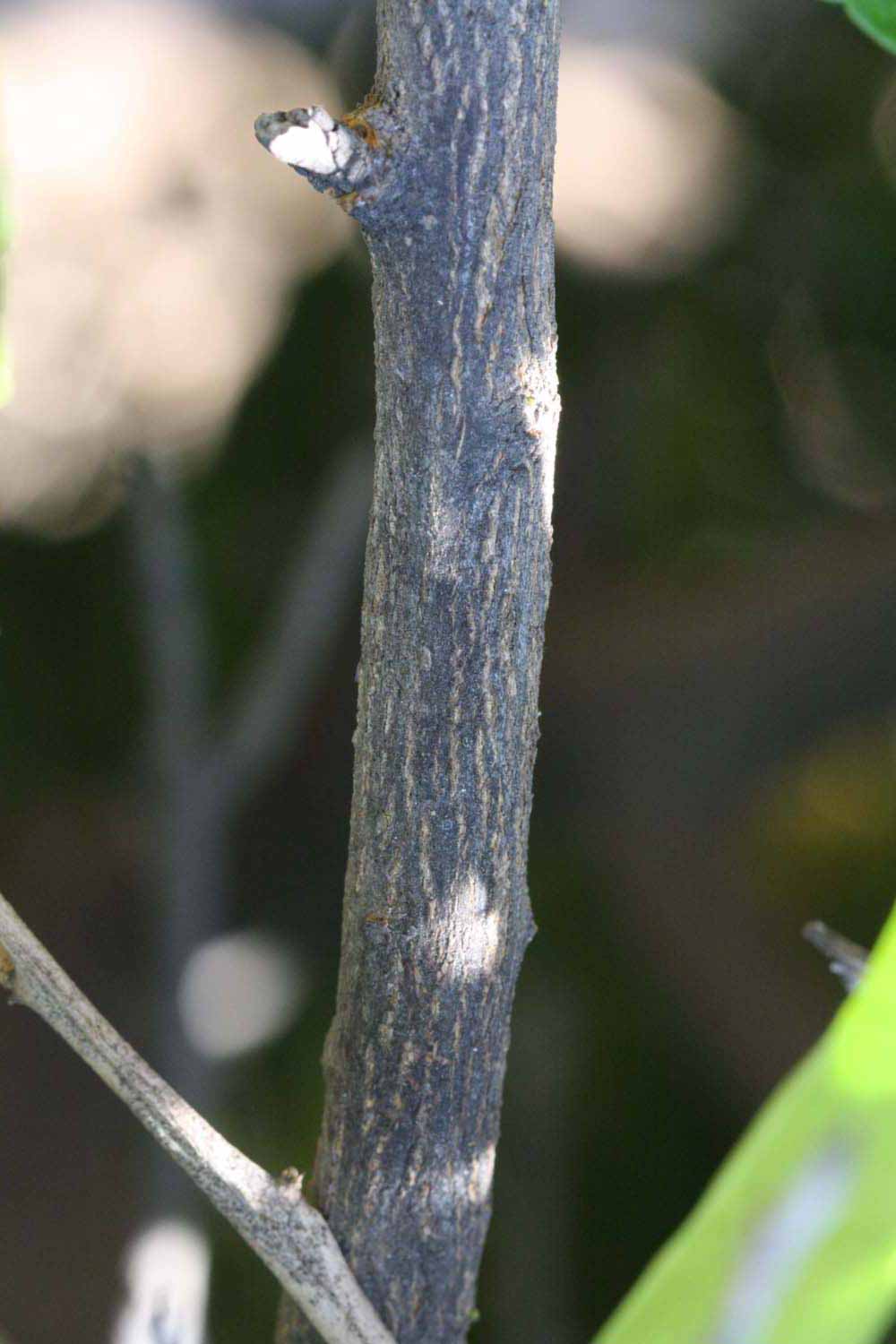              Second - third year twig (Riverside, CA)       